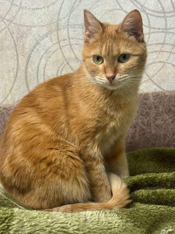 Кошки в Калуге: Кошка Девочка, Бесплатно - фото 4