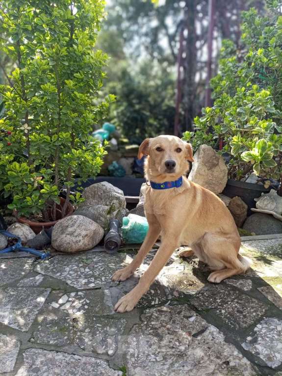 Собаки в Москве: Собачка ждёт своего друга Девочка, Бесплатно - фото 6