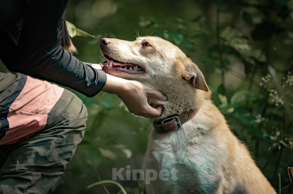 Собаки в Клине: Мейбл — нежная собачка, которая готова подарить вам всю свою любовь Девочка, Бесплатно - фото 7