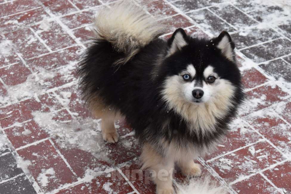 Собаки в Нижнем Новгороде: красотка Девочка, 45 000 руб. - фото 3