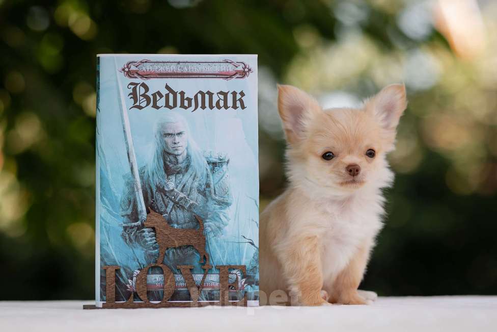 Собаки в других городах Краснодарского края: Щенок Чихуахуа Мальчик, 60 000 руб. - фото 3