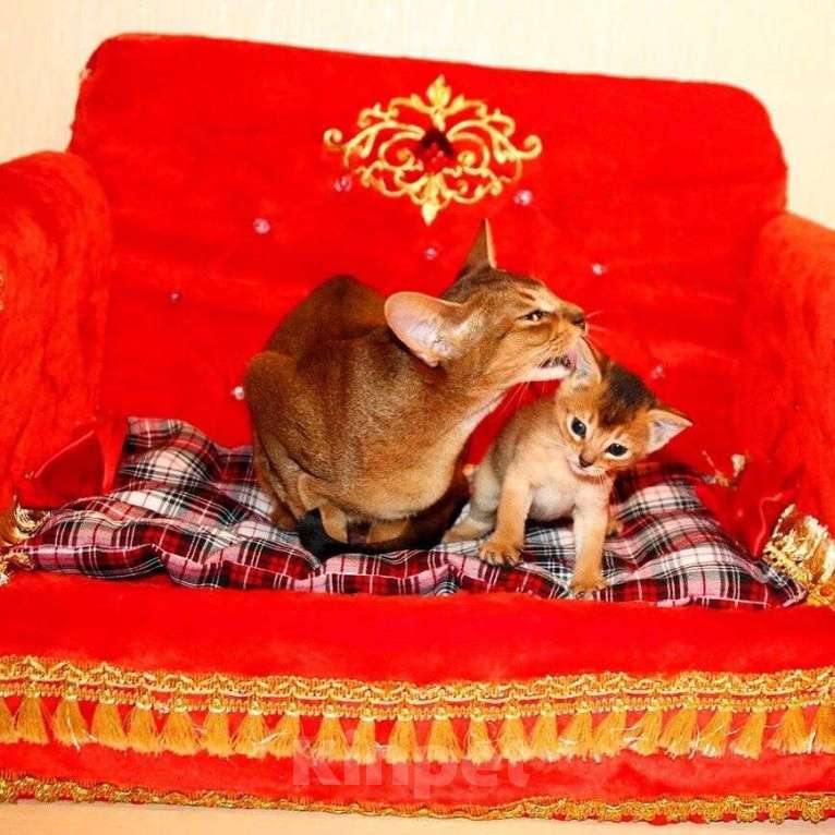 Кошки в Москве: Абиссинские котята Девочка, 55 000 руб. - фото 3