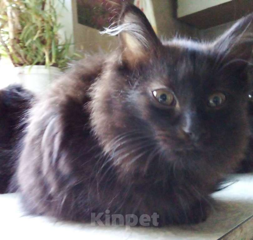 Кошки в Москве: 🧡  ( Персик )  –  Благодарный   домашний  котёнок  –  в  добрую  семью Мальчик, Бесплатно - фото 6