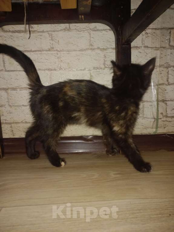 Кошки в других городах Московской области: Девочка в поисках семьи. Девочка, Бесплатно - фото 2