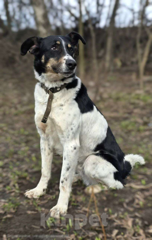 Собаки в Королеве: СуперПёс Анжело! Мальчик, Бесплатно - фото 9