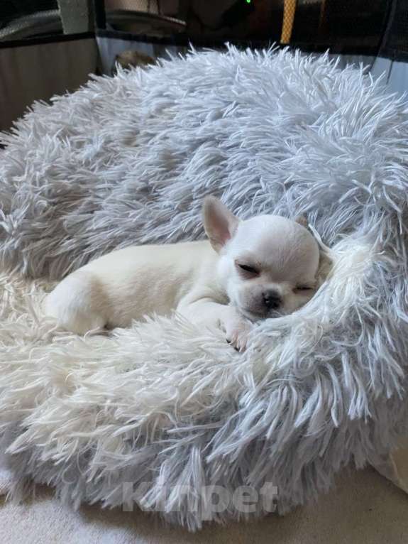 Собаки в других городах Московской области: Продам мини чихуахуа Девочка, 80 000 руб. - фото 1