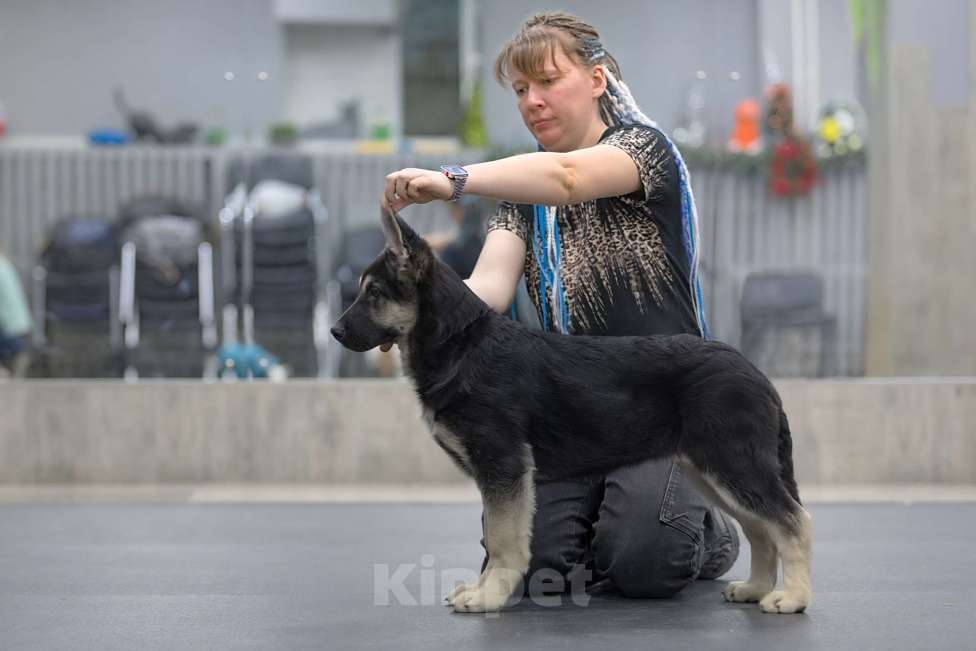 Собаки в Челябинске: Наука из Третьяковской галереи Девочка, 40 000 руб. - фото 2