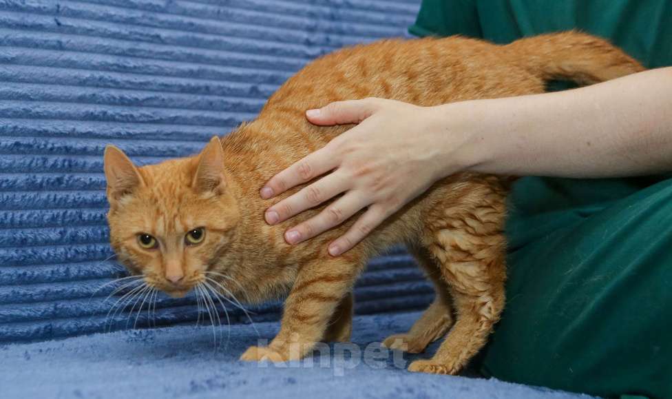 Кошки в Санкт-Петербурге: Шикарный рыжий Крашик в добрые ручки Мальчик, Бесплатно - фото 3