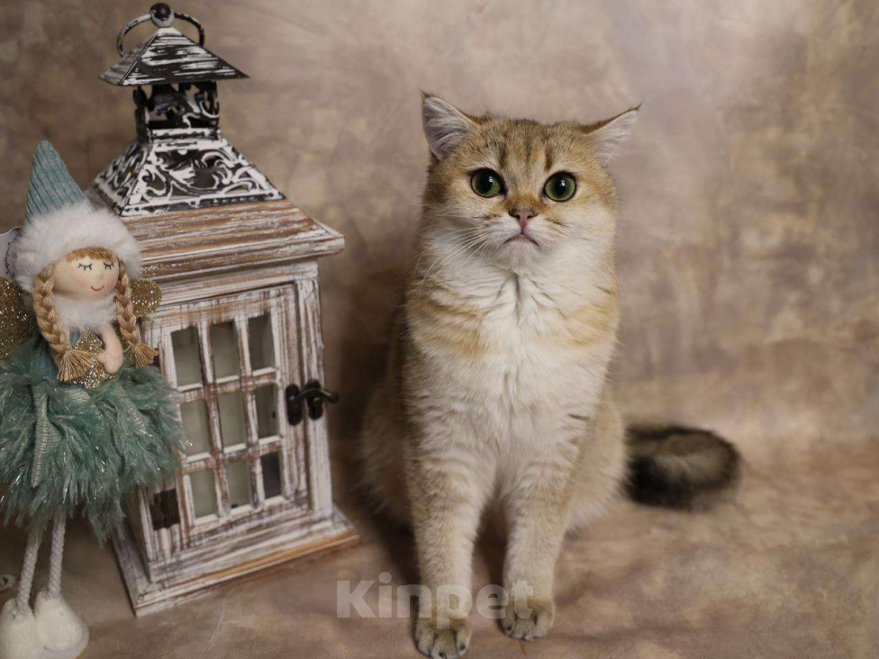 Кошки в Москве: Шотландский прямоухий короткошёрстный котёнок Девочка, 35 000 руб. - фото 4