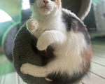 Кошки в Москве: Котята мейн кун Девочка, 50 000 руб. - фото 3