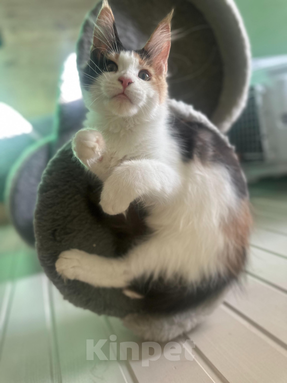 Кошки в Москве: Котята мейн кун Девочка, 50 000 руб. - фото 3