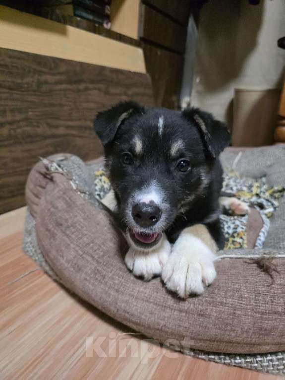 Собаки в Королеве: Щенок в добрые руки Девочка, Бесплатно - фото 6