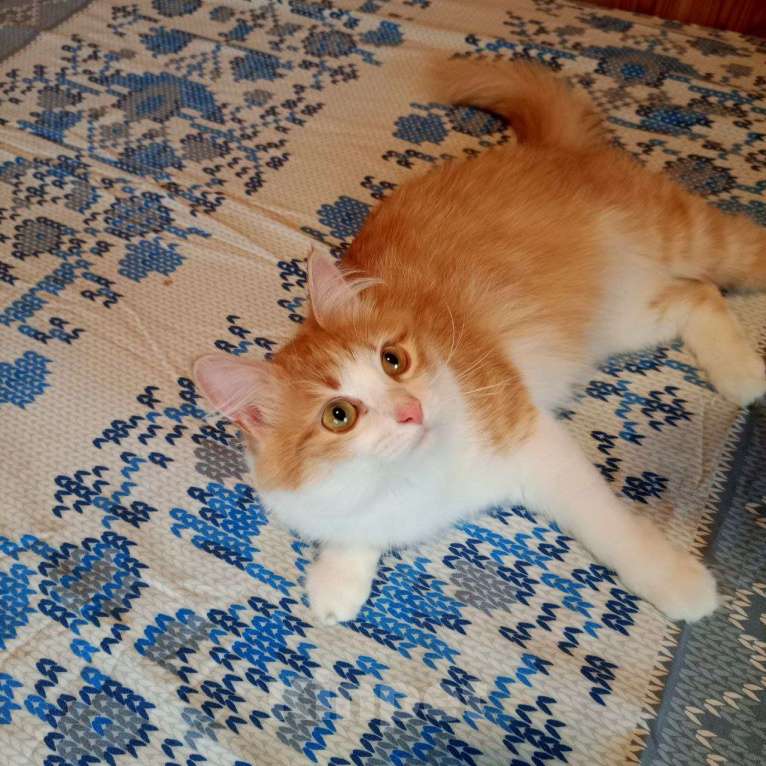 Кошки в Выборге: Молоденькая кошка Молли в добрые руки Девочка, Бесплатно - фото 3