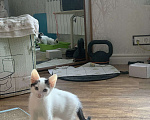Кошки в Москве: Белый котик с двумя пятнами на головке Мальчик, Бесплатно - фото 9