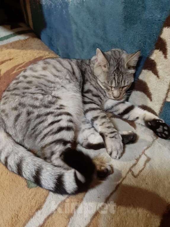 Кошки в Мытищах: ПОТЕРЯЛСЯ КОТ МАСЯ Мальчик, 200 руб. - фото 3