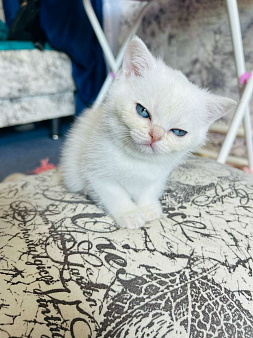 Шотландский котенок редкого окраса