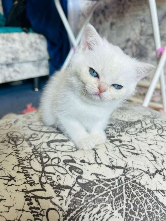 Кошки в Уфе: Шотландский котенок редкого окраса Девочка, 8 000 руб. - фото 1
