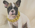 Собаки в Москве: Щенок французик  Мальчик, 130 000 руб. - фото 2