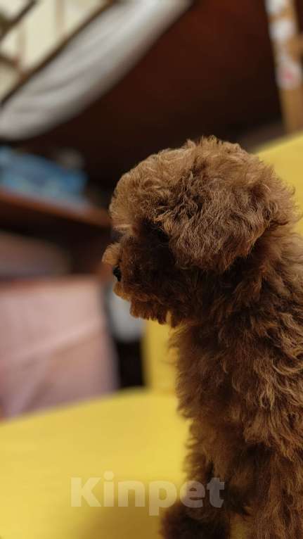 Собаки в Санкт-Петербурге: Тедди тикап пудель Мальчик, 210 000 руб. - фото 4