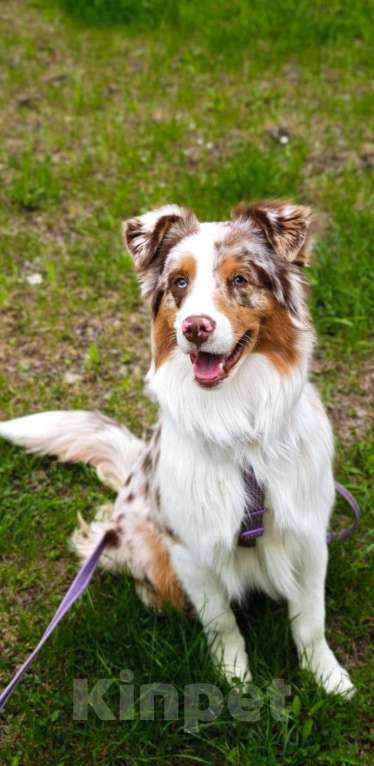 Собаки в Москве: Ищем семью для щенка Аусси Мальчик, 35 000 руб. - фото 6