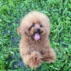 Собаки в Краснодаре: Щенки мальтипу Девочка, 35 000 руб. - фото 2