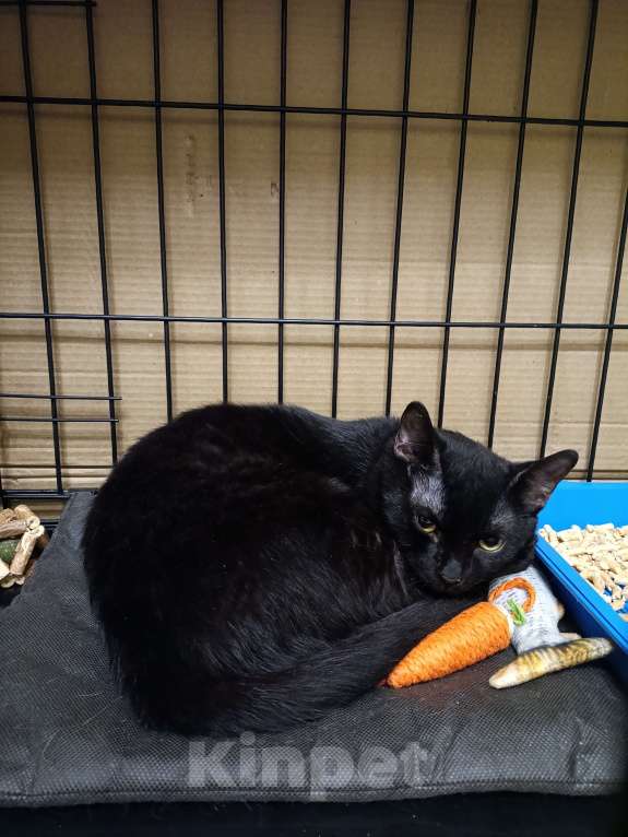 Кошки в Москве: Котёнок Тортик в поисках дома Мальчик, 35 руб. - фото 6