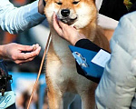 Собаки в Москве: Сиба ину вязка Мальчик, 40 000 руб. - фото 3