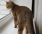 Кошки в Лукоянове: Вязка (шотландский котик), 2 000 руб. - фото 7