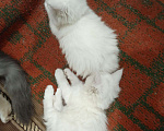 Кошки в Микуне: Продам 2х котят майн-кун мать и отец майн-куны, 5 500 руб. - фото 1