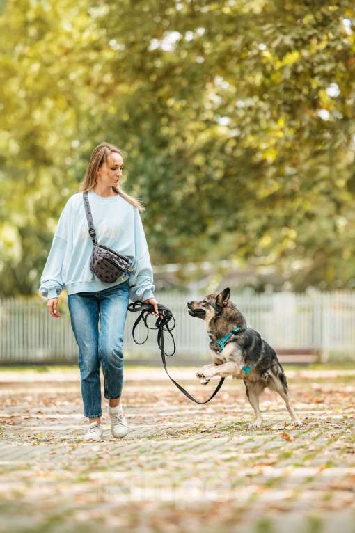 Собаки в Москве: Бубоня - микс добродушия и нежности, в поиске семьи ! Мальчик, Бесплатно - фото 8