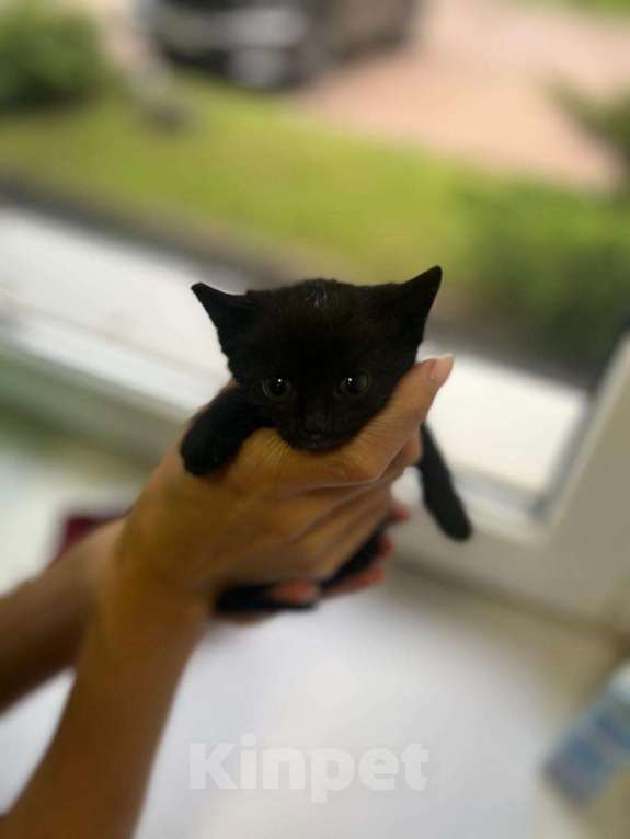 Кошки в Москве: Котята в добрые руки Мальчик, Бесплатно - фото 6