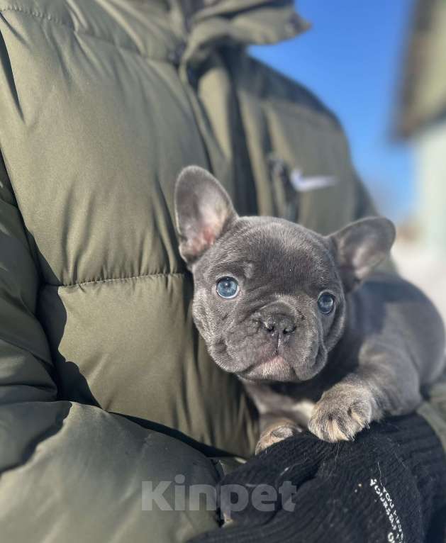 Собаки в Москве: Французская булка 🥖 Девочка, 120 000 руб. - фото 1