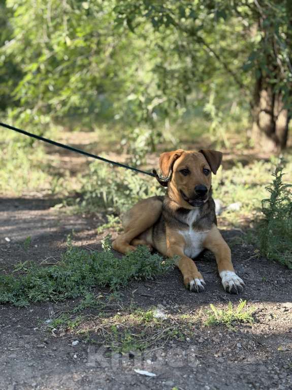 Собаки в Ростове-на-Дону: Щенок в добрые руки Мальчик, Бесплатно - фото 2