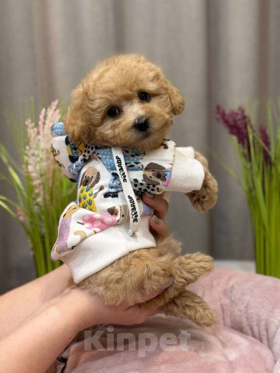 Собаки в Москве: Мальтипу - щенки  Мальчик, 200 000 руб. - фото 1