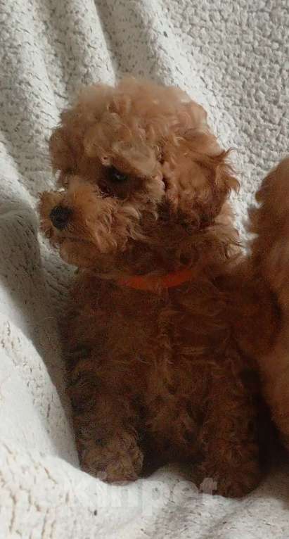 Собаки в Санкт-Петербурге: Той пудель Девочка, 65 000 руб. - фото 10