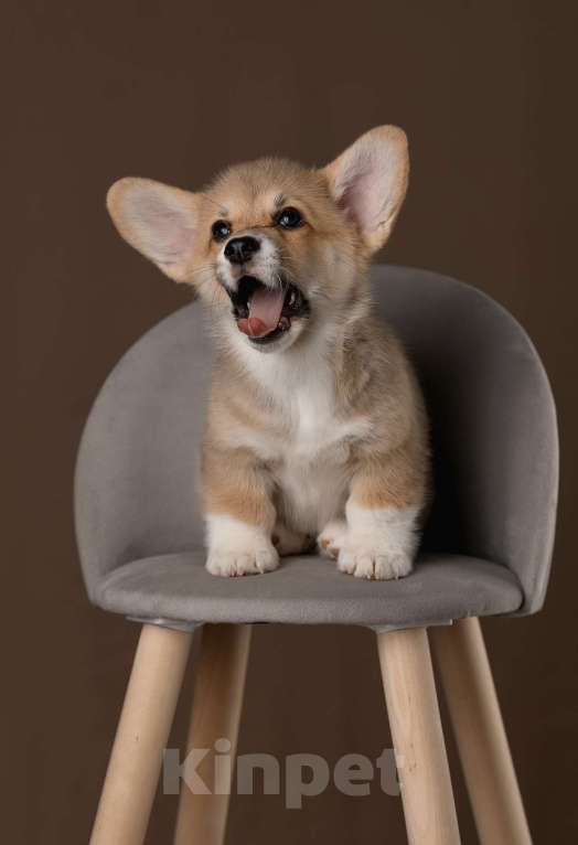 Собаки в Брянске: Щенки корги-пемброк  Девочка, Бесплатно - фото 3