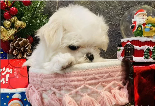 Собаки в Тюмени: Щенок Мальтийской болонки Девочка, 120 000 руб. - фото 3