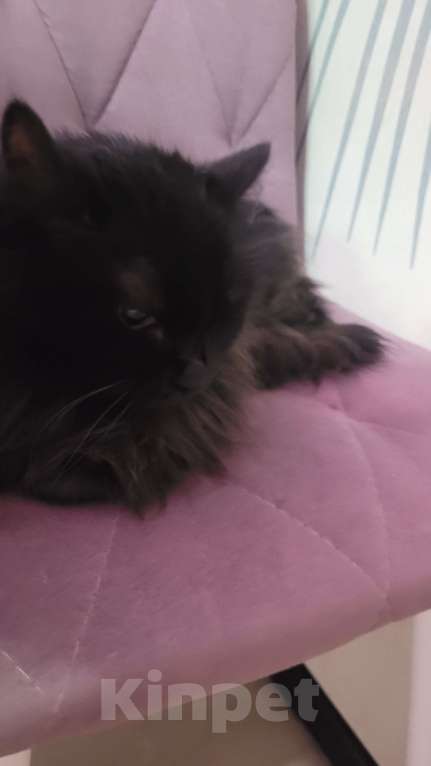 Кошки в Кировске (Мурманская область): Отдам в добрые руки бесплатно. Девочка, Бесплатно - фото 2