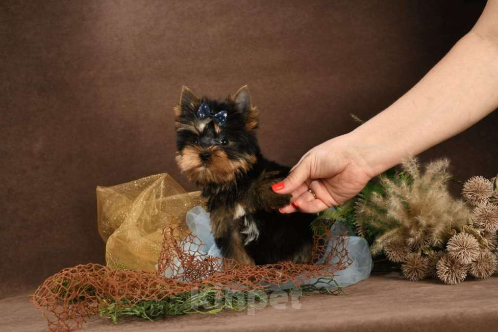 Собаки в Красногорске: Продам щенков  Девочка, 35 000 руб. - фото 4