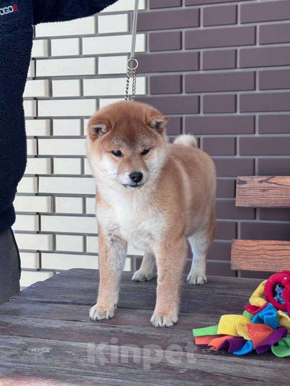 Собаки в Москве: Сиба-ину мальчик Мальчик, 50 000 руб. - фото 2