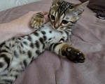 Кошки в других городах Московской области: Бенгальский котенок Девочка, 18 000 руб. - фото 6