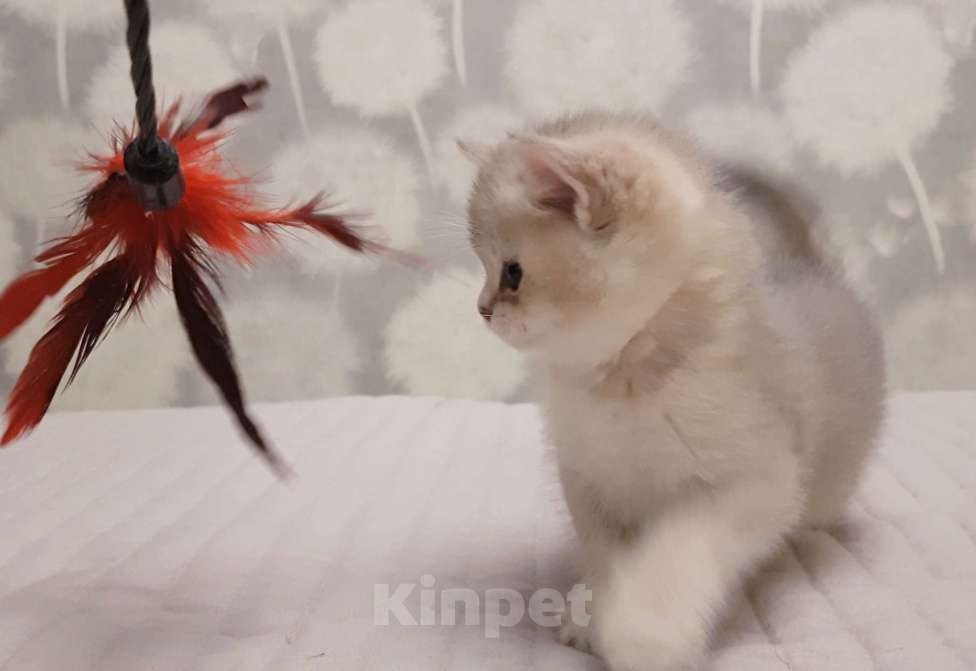 Кошки в Якутске: Золотая шиншилла Мальчик, 60 000 руб. - фото 6