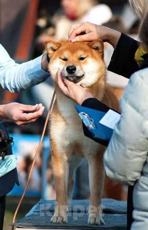 Собаки в Москве: Сиба ину вязка Мальчик, 40 000 руб. - фото 3