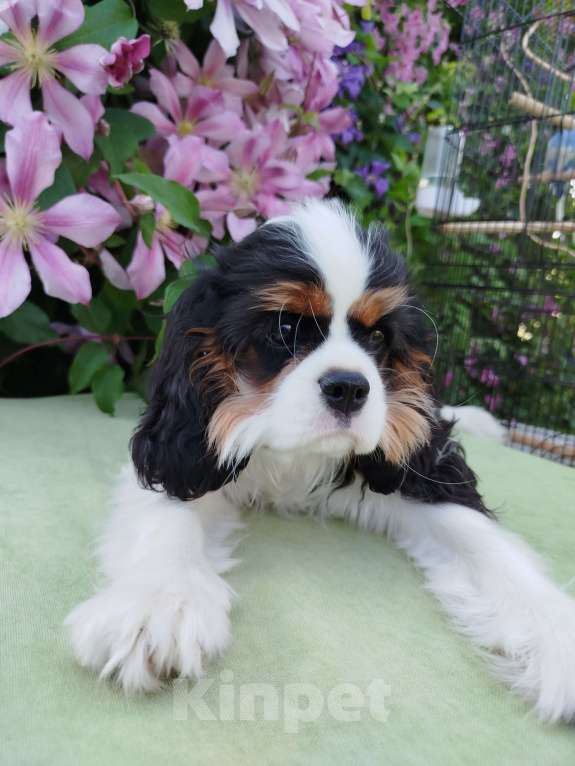 Собаки в Иваново: Девочка триколор, просто очаровашка. Девочка, Бесплатно - фото 6