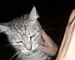 Кошки в Таганроге: Отдам в добрые руки Девочка, Бесплатно - фото 3