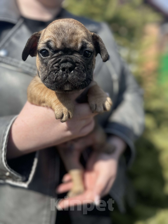 Собаки в Таганроге: Щенок Французского бульдога Мальчик, 20 000 руб. - фото 3