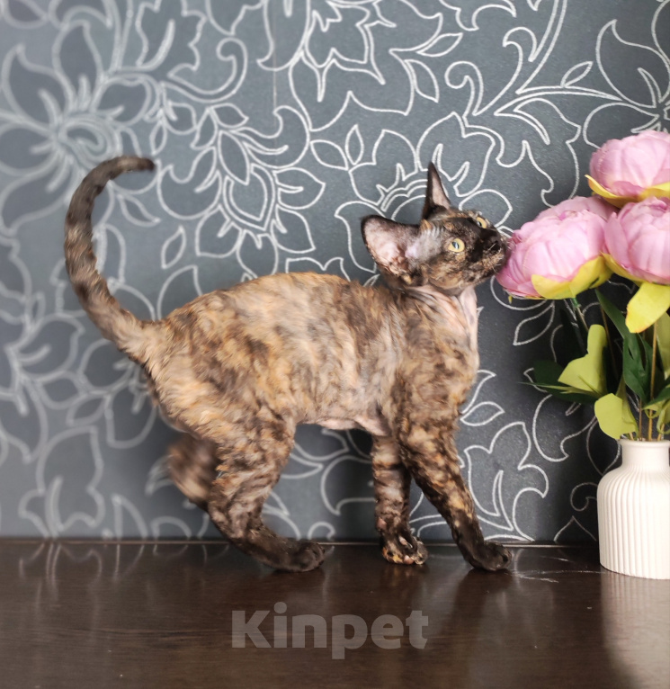 Кошки в Москве: Котенок Девон Рекс в черном черепаховом окрасе Девочка, 40 000 руб. - фото 3