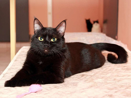 Шанти — леди в черном. Молодая кошечка в добрые руки.