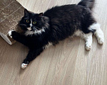 Кошки в Москве: Шикарная черно-белая пушистая кошка Наоми в дар Девочка, 1 руб. - фото 6