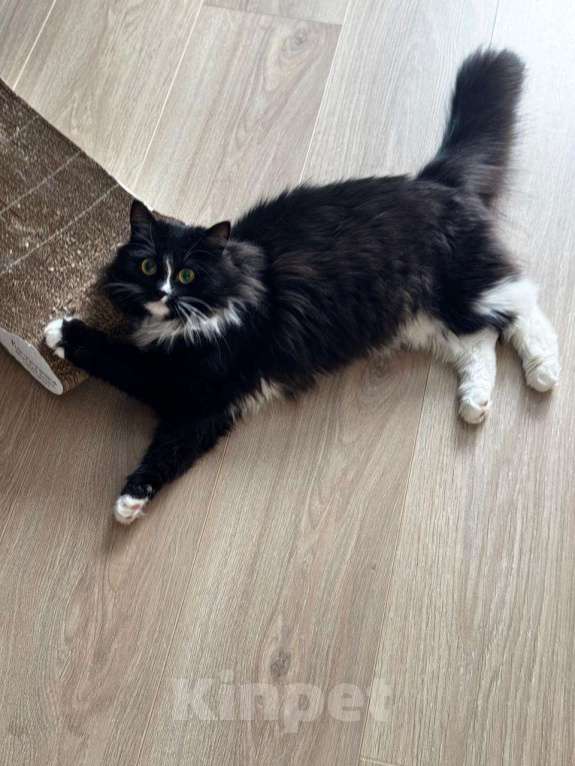 Кошки в Москве: Шикарная черно-белая пушистая кошка Наоми в дар Девочка, 1 руб. - фото 6
